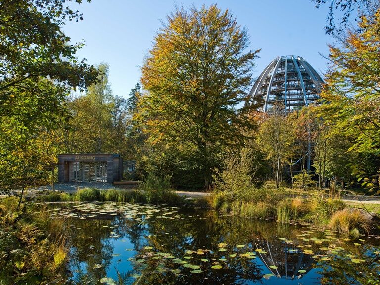 Der Baumwipfelpfad im Nationalpark Bayerischer Wald mit viel Bäumen
