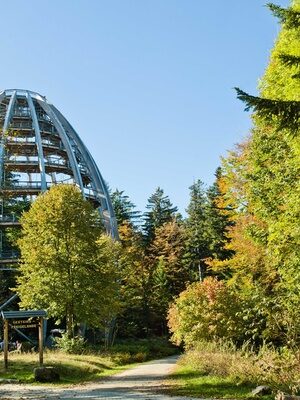 Baumwipfelpfad im Bayerischen Wald Blick zum Baumwipfelpfad im Nationalpark Bayerischer Wald mit vielen grünen Bäumen