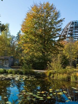 Der Baumwipfelpfad im Nationalpark Bayerischer Wald mit viel Bäumen